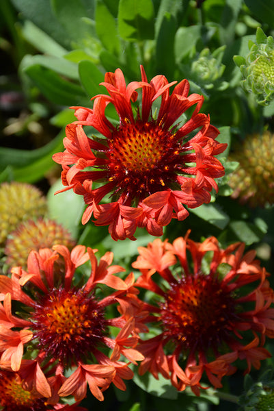 Gaillardia x g. 'Fanfare Moxie'