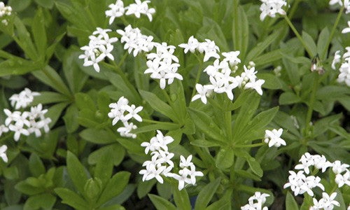 Galium odoratum