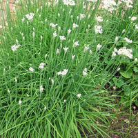 Garlic Chives