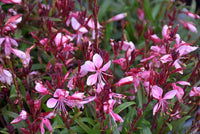 Gaura 'Grace Compact Pink'