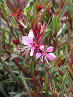 Gaura lindheimeri 'Passionate Rainbow'