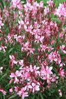 Gaura lindheimeri 'Pink Cloud'