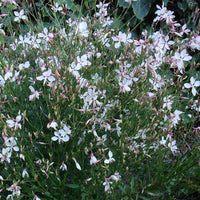 Gaura lindheimeri 'Snow Fountain'