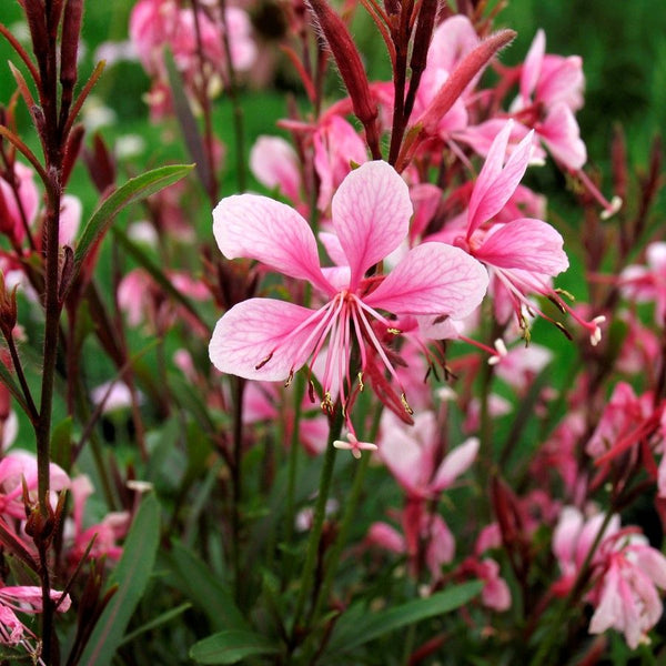 Gaura lindheimeri 'Passionate Blush'