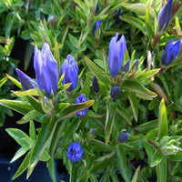 Gentiana 'True Blue'