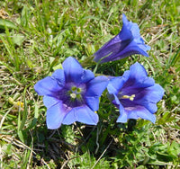 Gentiana acaulis