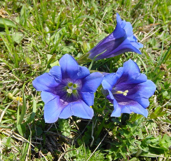 Gentiana acaulis