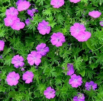 Geranium 'Tiny Monster'