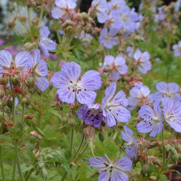 Geranium pratense 'Mrs. Kendall Clark'