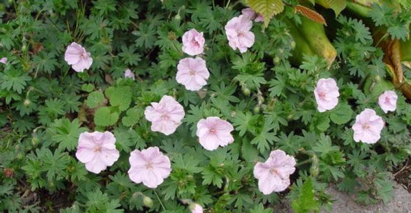 Geranium sanguineum 'Apfelblute'