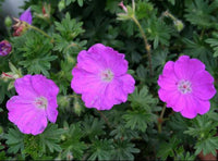 Geranium sanguineum 'Max Frei'