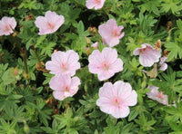 Geranium sanguineum 'Striatum'