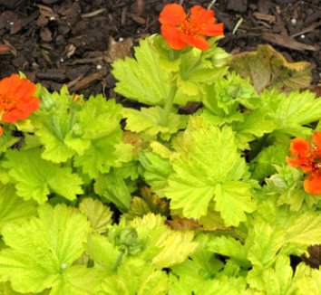 Geum chiloense 'Eos'