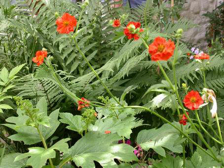 Geum chiloense 'Mrs. Bradshaw'