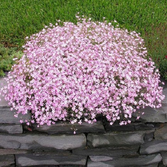 Gypsophila 'Festival Pink Lady'