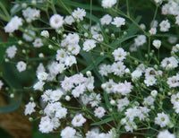 Gypsophila paniculata 'Bristol Fairy'