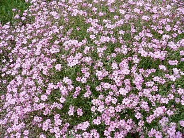 Gypsophila paniculata 'Pink Fairy'