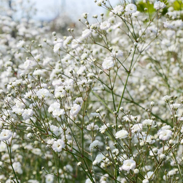 Gypsophila paniculata 'Snowflake Double'