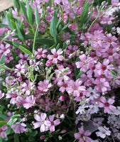 Gypsophila repens 'Rosea'