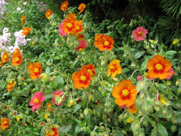 Helianthemum 'Ben Nevis'