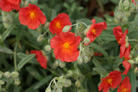 Helianthemum 'Red Sun Rose'