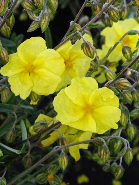 Helianthemum 'Yellow Sun Rose'