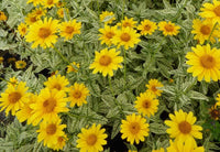 Heliopsis 'Summer Green'