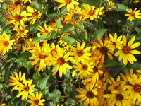 Heliopsis 'Summer Nights'