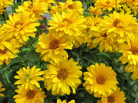 Heliopsis 'Summer Sun'