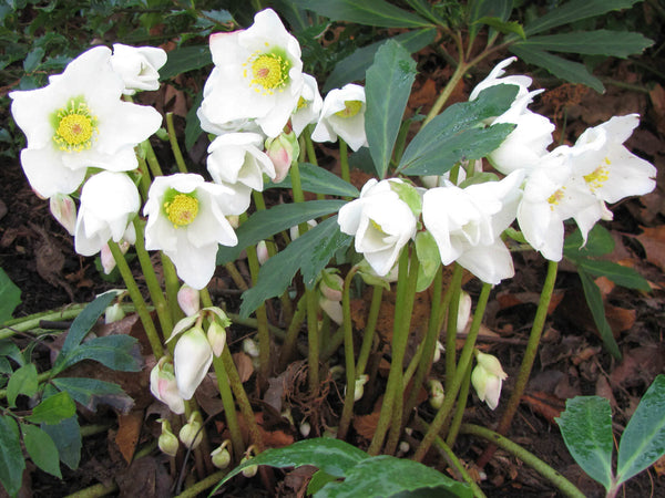 Helleborus niger (Christmas Rose)