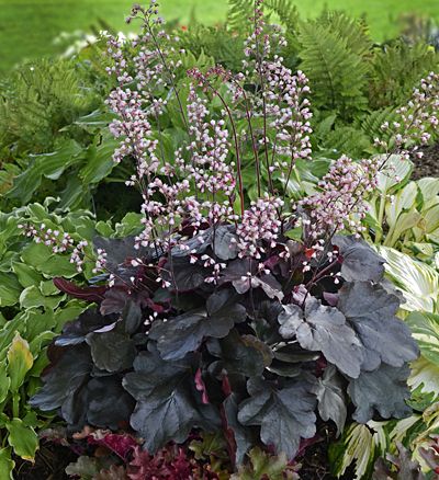 Heuchera 'Brazen Raisin'