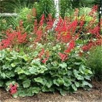 Heuchera 'Bressingham Mix'