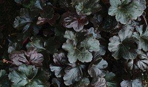 Heuchera 'Carnival Black Olive'