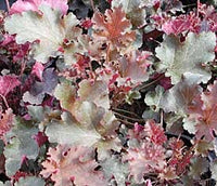 Heuchera 'Crimson Curls'