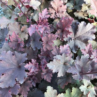 Heuchera 'Dark Storm'