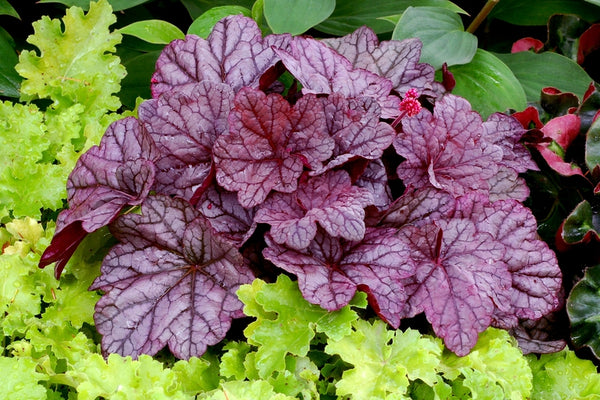 Heuchera 'Electric Plum'