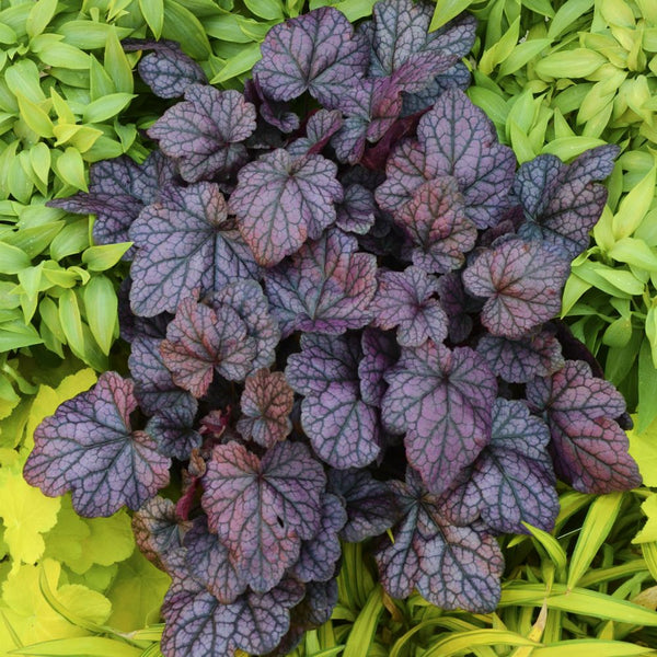 Heuchera 'Grape Expectations'