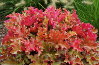 Heuchera 'Marmalade'