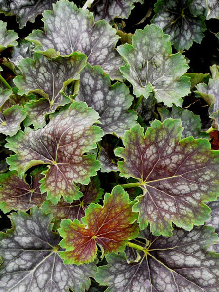 Heuchera 'Marvelous Marble'