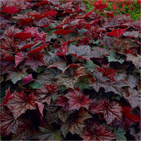 Heuchera 'Palace Purple'