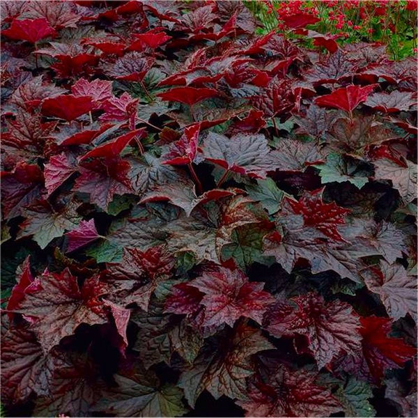 Heuchera 'Palace Purple'