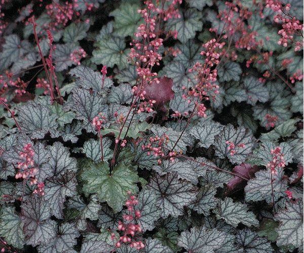 Heuchera 'Raspberry Ice'