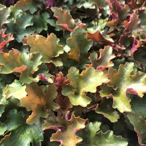 Heuchera 'September Morn'