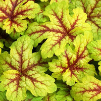 Heuchera 'Sunrise'