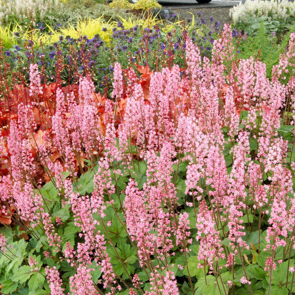 Heucherella 'Day Glow Pink'