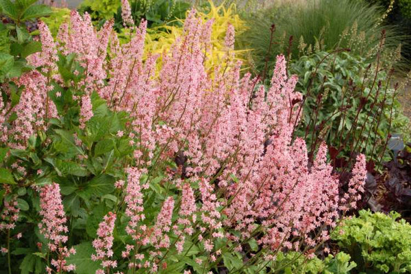 Heucherella 'Dayglow Pink'