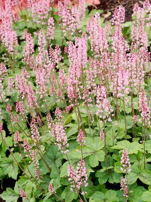 Heucherella 'Pink Frost'