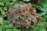 Heucherella 'Solar Eclipse'