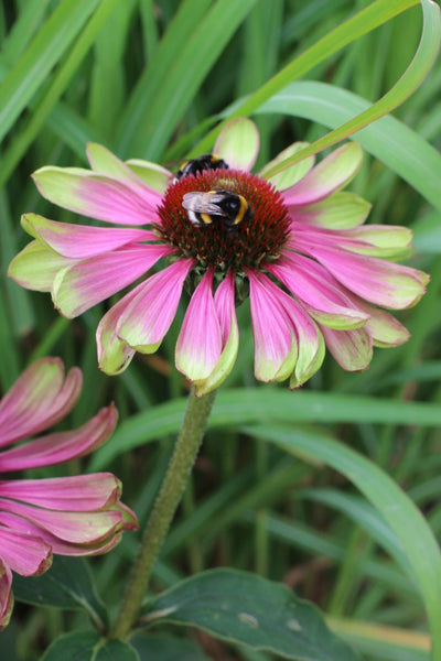 Echinacea purpurea 'Green Twister'