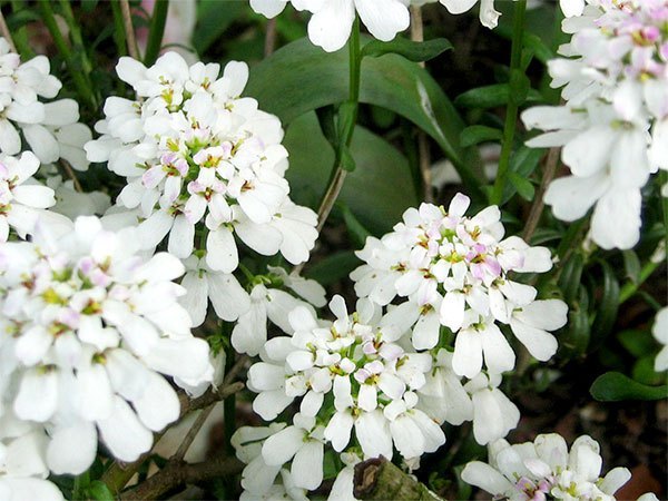 Iberis 'Purity'